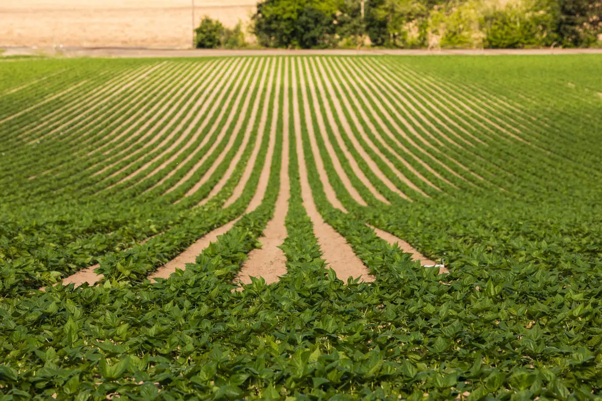 A farm field with rows of bean plants in growth